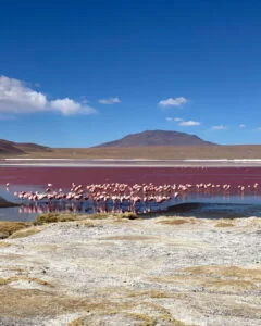 Fotos einer Tour durch den Nationalpark in der Nähe von Salar de Uyuni in Bolivien für die Social Media Profile einer Touragentur